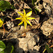 20200326 7007CPw [D~LIP] Scharbockskraut (Ranunculus ficaria), Asenberg, Bad Salzuflen
