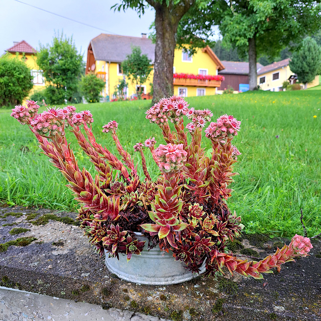 Hauswurz (Sempervivum)