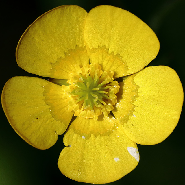 EOS 90D Peter Harriman 11 24 00 08829 buttercup dpp
