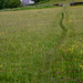 A path through the flower meadows