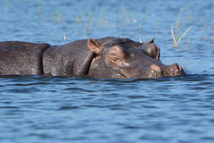 Botswana, He Never Sleeps Crossing the Chobe River