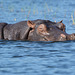 Botswana, He Never Sleeps Crossing the Chobe River