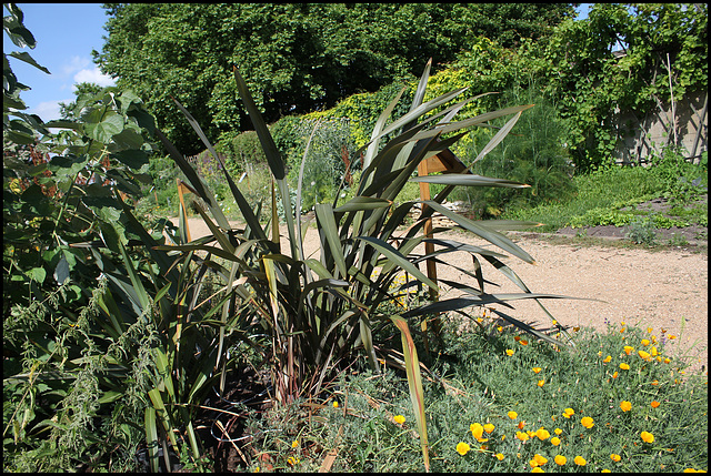 Phormium