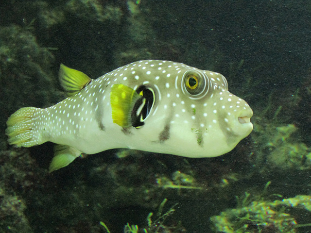 grüner Fisch