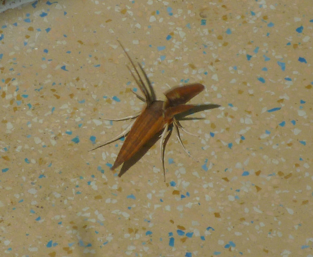 P1030006