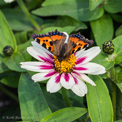 Small Tortoiseshell