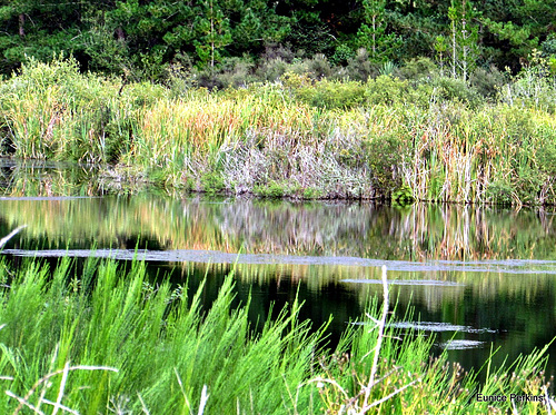 Lake  Reflection.