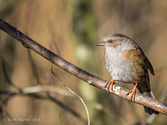 Dunnock