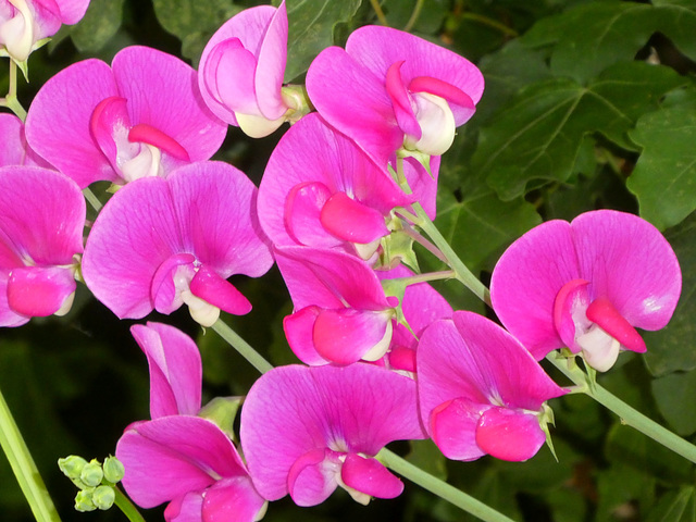 Lathyrus