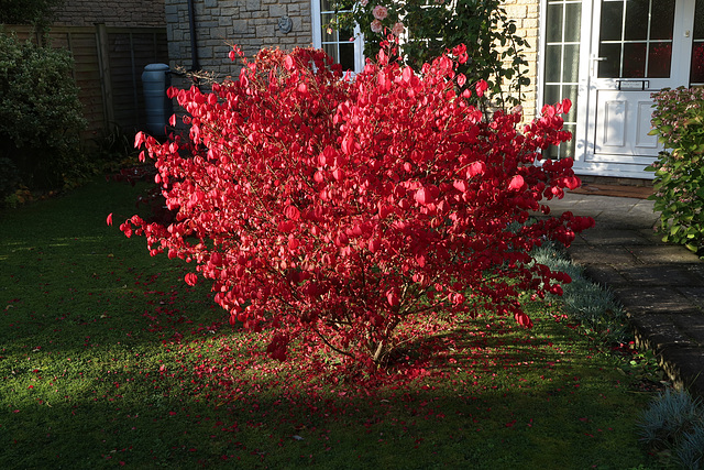 Winged Spindle, autumn colour