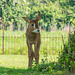 Youngster