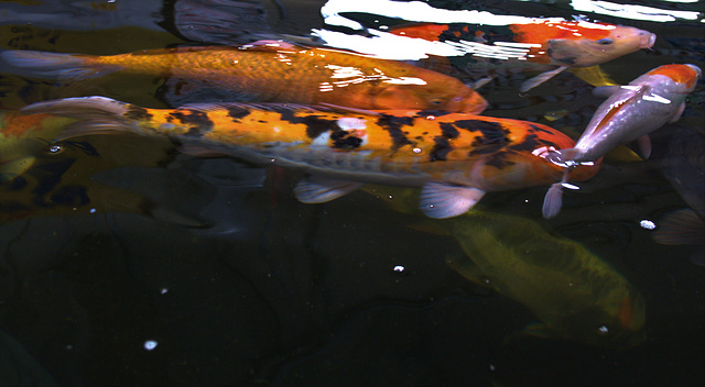 Impressions Of Koi Carp Whooshing Around