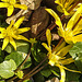 20200326 7008CPw [D~LIP] Scharbockskraut (Ranunculus ficaria), Asenberg, Bad Salzuflen