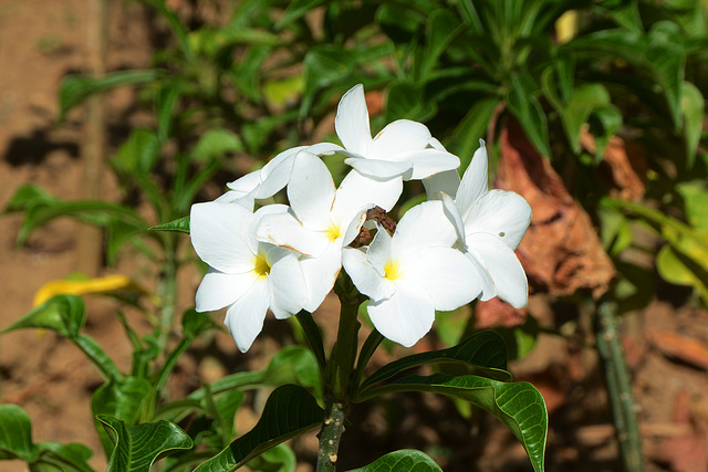 Dominican Republic, Flower of Pinwheel Jasmine