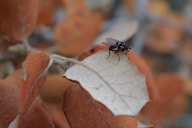 Anthomyia procellaris