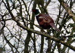 Fasan im Baum