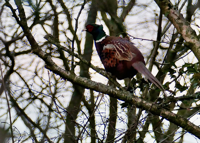 Fasan im Baum