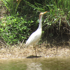 Cattle egret