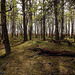 Słowiński Park Narodowy (3)