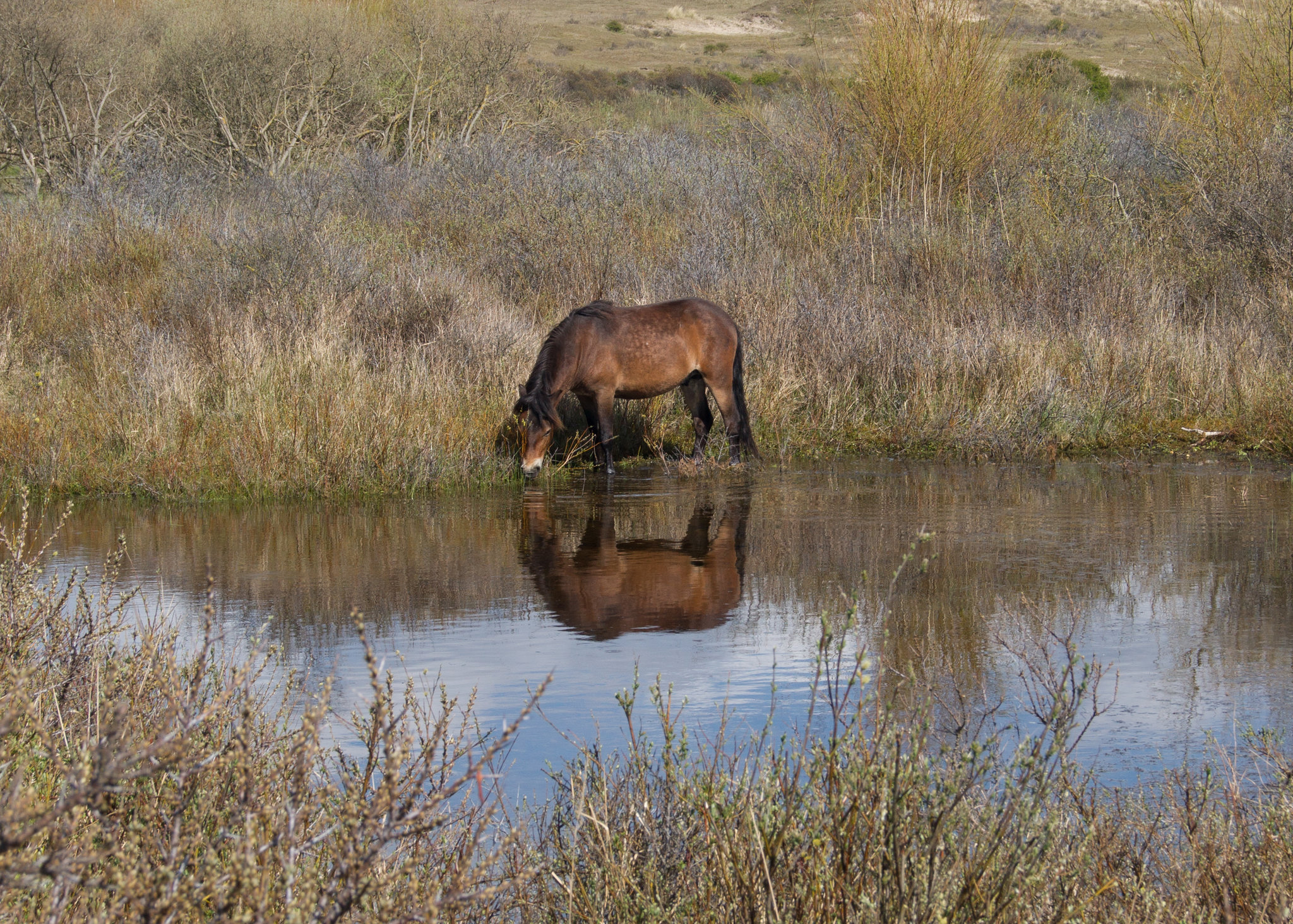 Nordholländisches Dünenreservat DSC01638