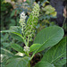 Phytolacca esculenta