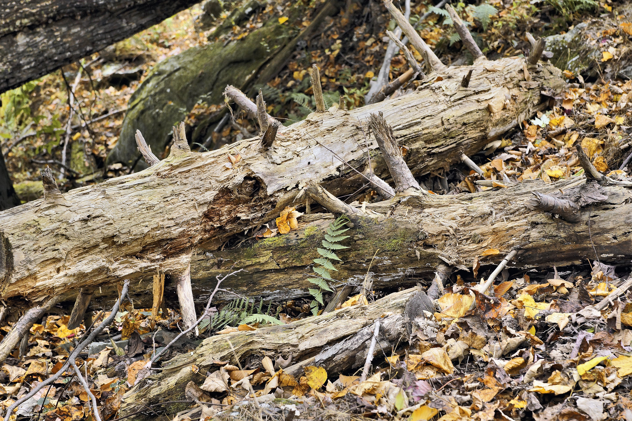 If Logs Were Dogs – Cunningham Falls State Park, Thurmont, Maryland