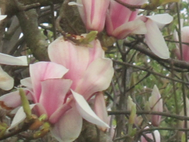 Lovely blooms