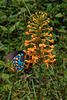 Platanthera ciliaris (Yellow Fringed orchid) and Battus philenor (Pipevine Swallowtail butterfly)