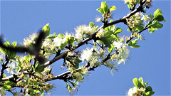 Yet more beautiful blossom