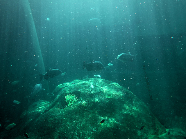 Explorer - Fische im Todi