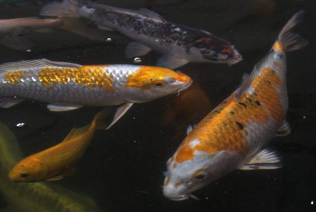 Impressions Of Koi Carp Whooshing Around