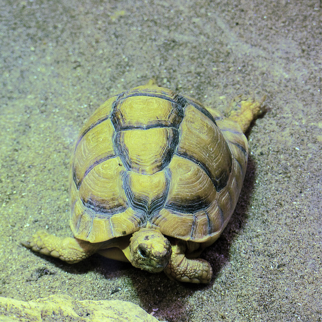 Bristol Zoo (6) - 24 May 2021