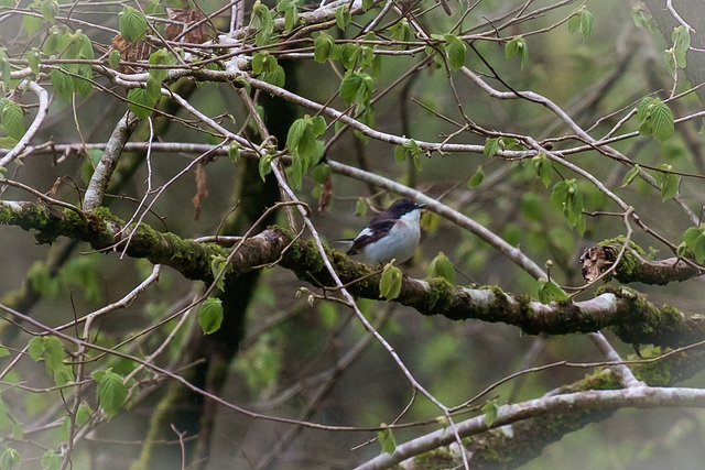 Pied Flycatcher