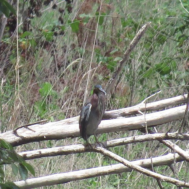 Green heron