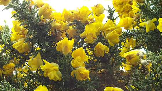 The gorse is poking its head over the fence