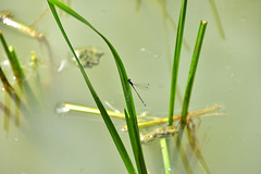 Common Spreadwing m (Lestes sponsa) DSB 1480