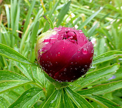 Une pluie salvatrice...