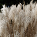 Stipa gigantea