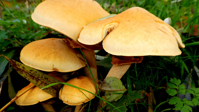 Goudhoed (phaeolepiota aurea)