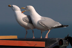 Couple isolating together: after three weeks.