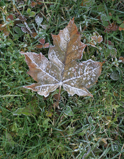 46/50 maple leaf, feuille d'érable