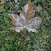 46/50 maple leaf, feuille d'érable