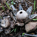 Geastrum, Agaricomicetos