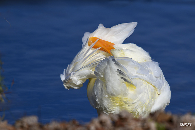 American Pekin