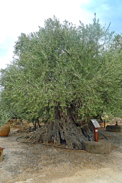 Greece - Apidea, olive tree