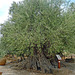 Greece - Apidea, olive tree