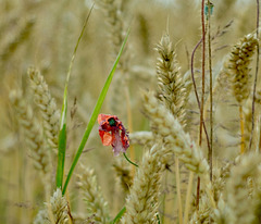 Geklatschter Mohn