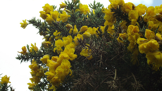 Another wonderfully scented bush - vanilla