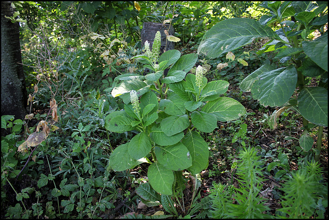 Phytolacca esculenta ( acinosa )