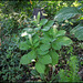 Phytolacca esculenta ( acinosa )